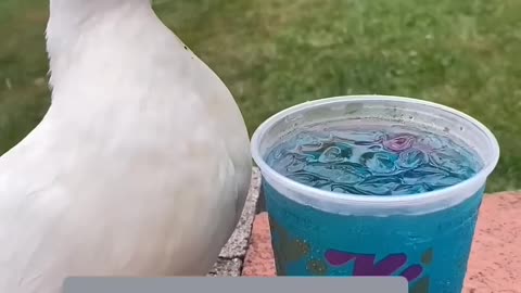 I know the duck that is the perfect pet for you