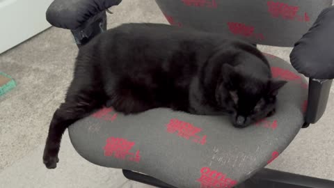 Cute Precious Piper Demonstrates Her Leg Exercises - Adopting a Cat from a Shelter Vlog