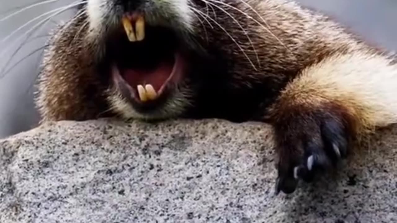 Funny animals