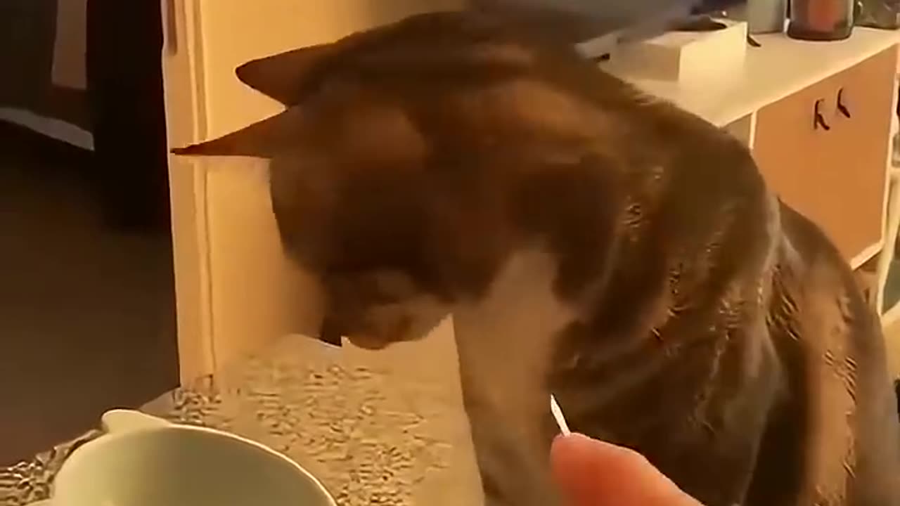 📹 Cat helper😸#funny #usa #funnyanimal #cat