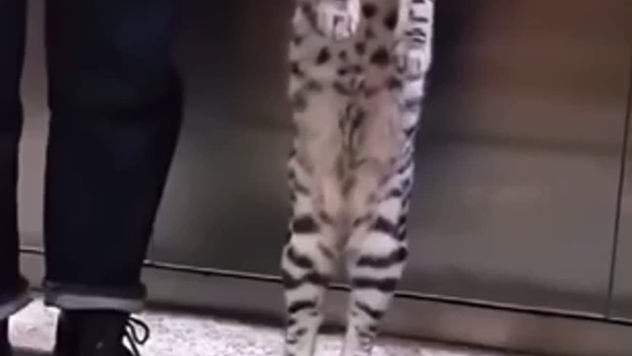 Kind catππ