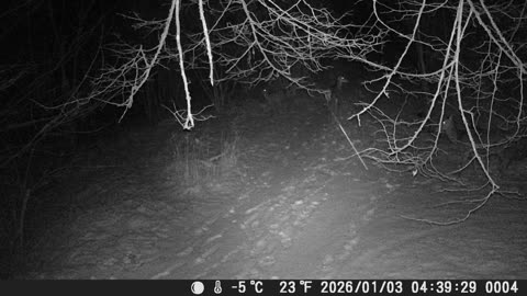 Reh unterwegs am 03012026