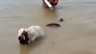 BLACK COBRA IS RISKY FOR LIFE COMES IN FLOOD WATER