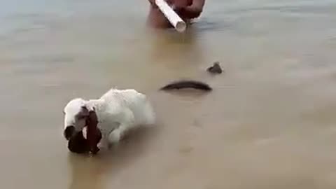 BLACK COBRA IS RISKY FOR LIFE COMES IN FLOOD WATER