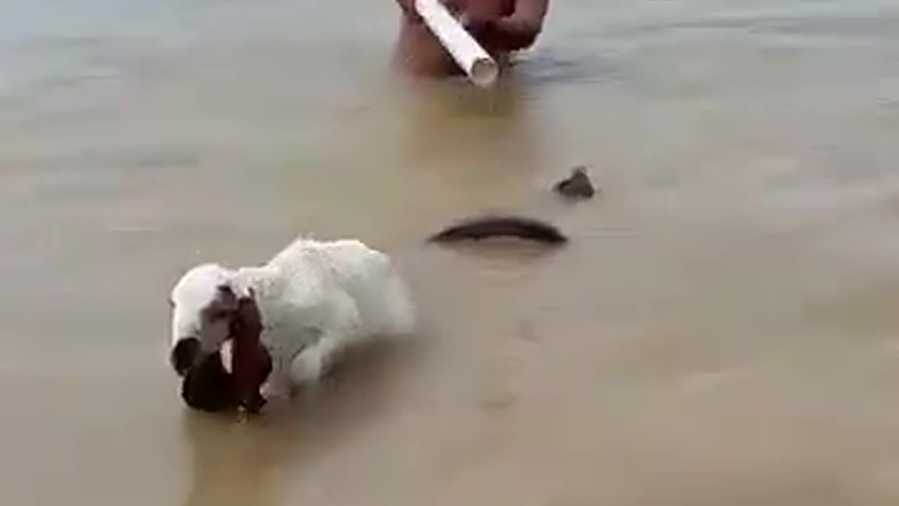 BLACK COBRA IS RISKY FOR LIFE COMES IN FLOOD WATER