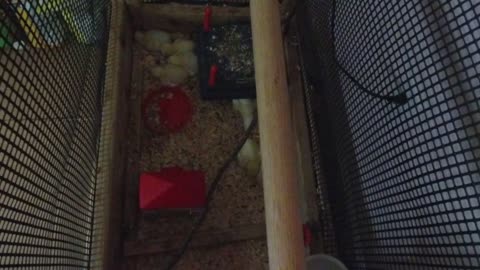 Chicken Live Stream