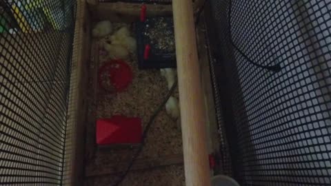Chicken Live Stream
