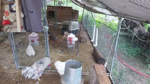 Chicken Live Stream