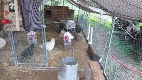 Chicken Live Stream