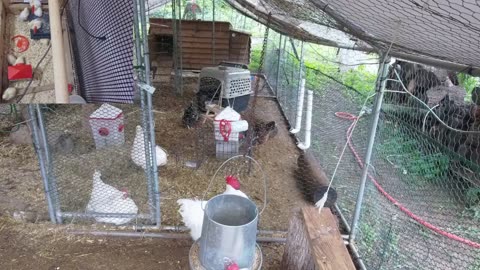 Chicken Live Stream