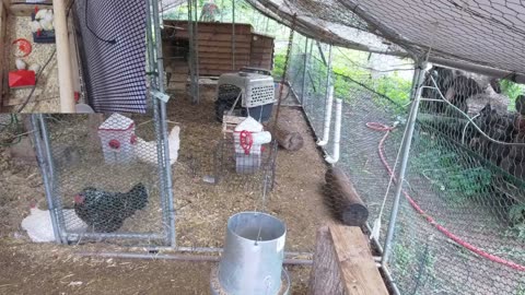 Chicken Live Stream