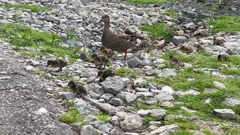 Mama duck directing her eleven ducklings away from danger