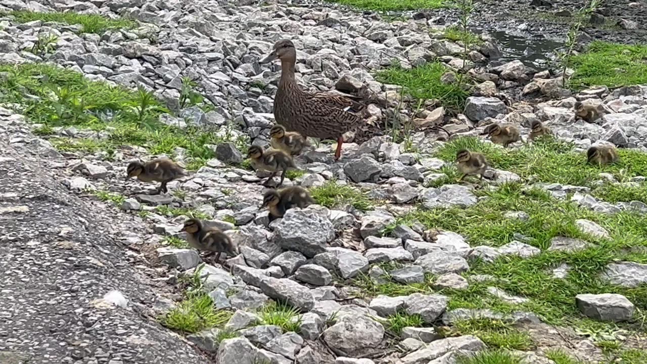 Mama duck directing her eleven ducklings away from danger