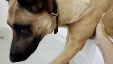 Malinois Joins Mom's Bath