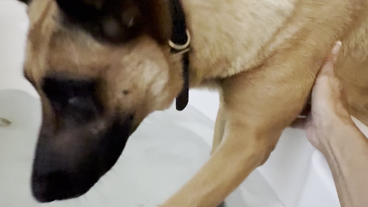 Malinois Joins Mom's Bath