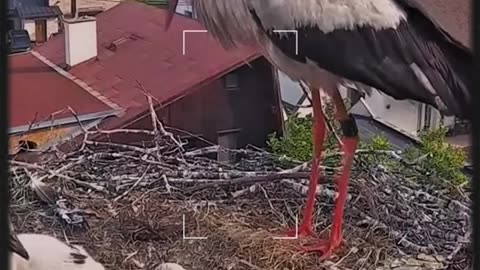 Nature's Cruel Dilemma: A Mother's Heartbreaking Choice💔😟 🌿