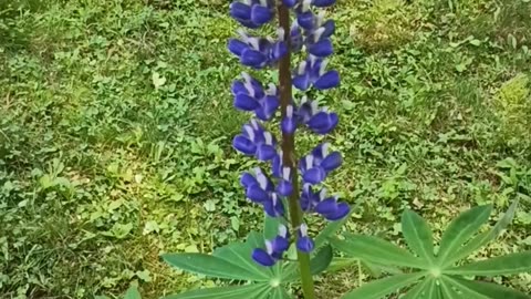Lupine
