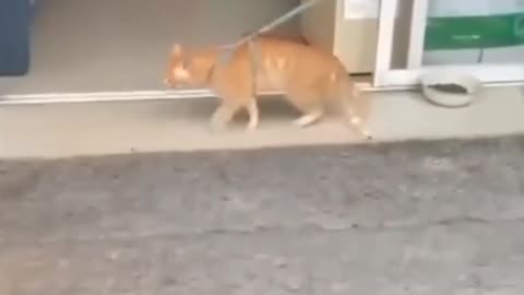 Funny Pets Just Vibing and Being Adorable 🐾😂