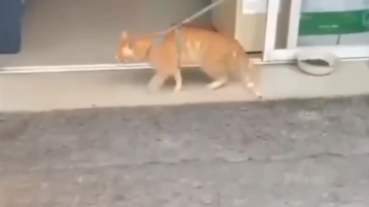 Funny Pets Just Vibing and Being Adorable 🐾😂