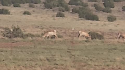 Antelope