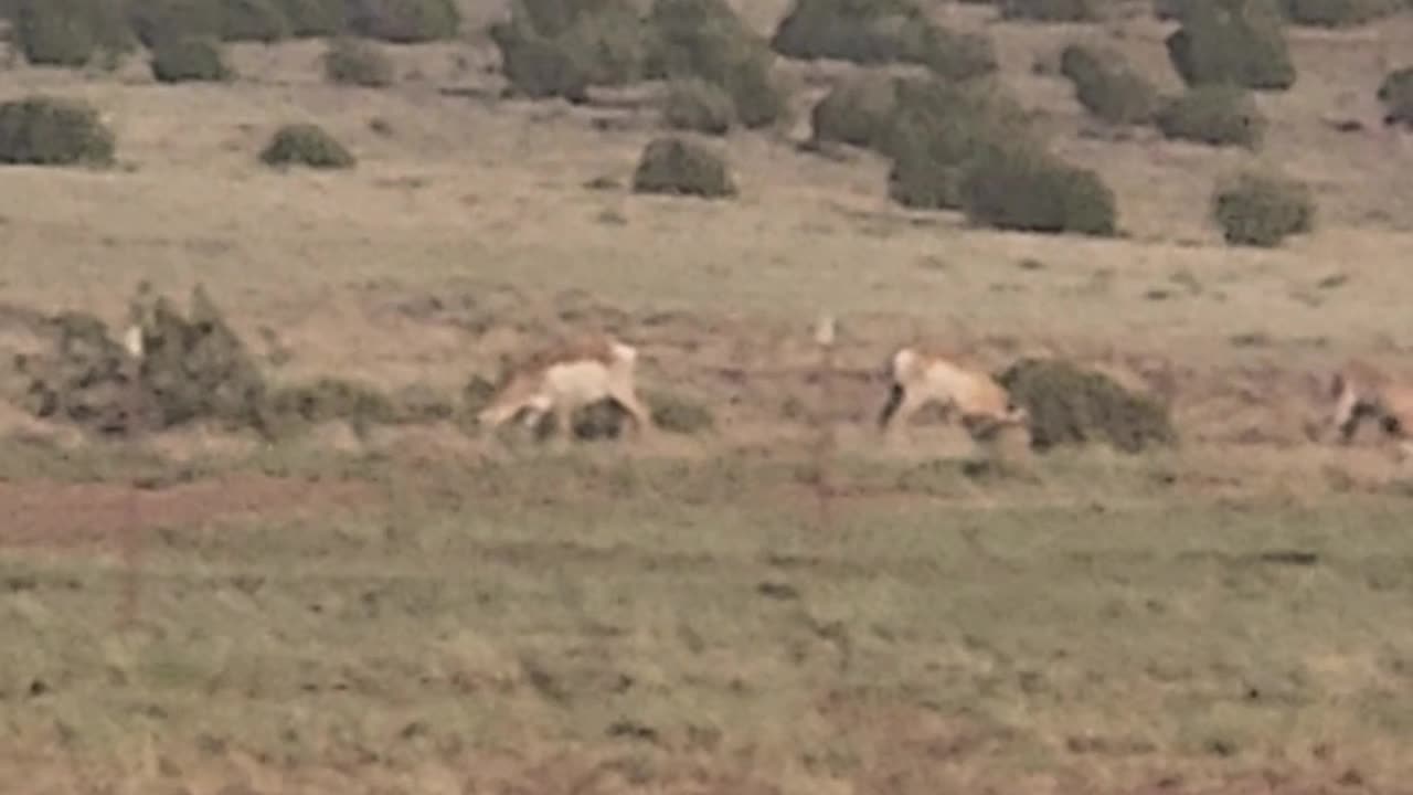Antelope
