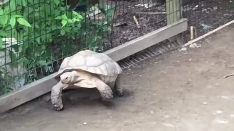 Top 10 Cutest Animals