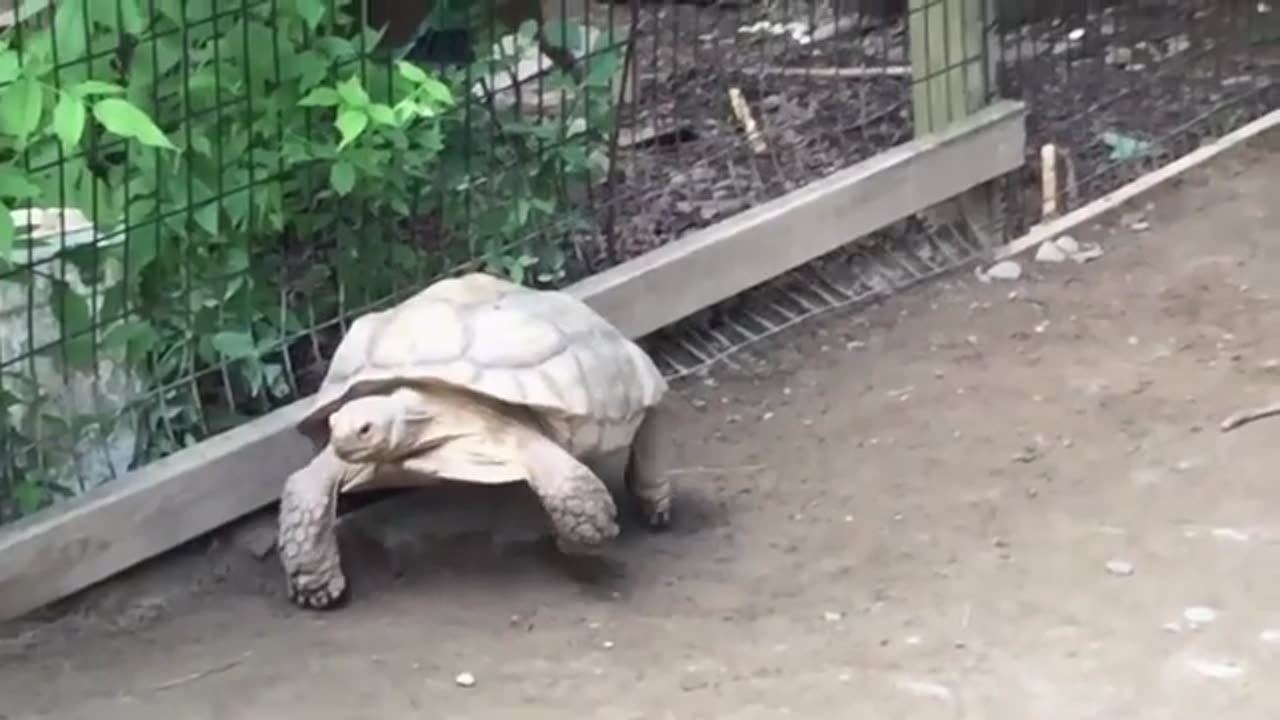 Top 10 Cutest Animals