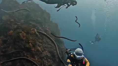 A Rare Gathering of Sea Snakes