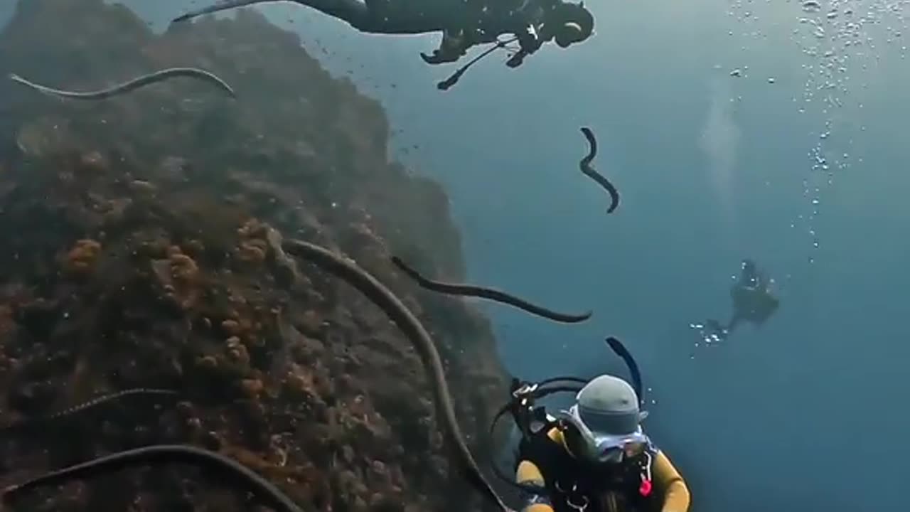 A Rare Gathering of Sea Snakes