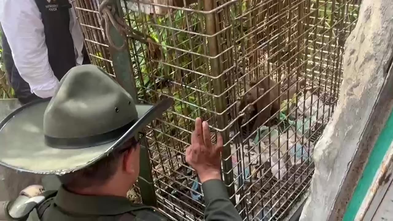 Animales incautados