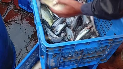 The #1 Mistake Fish Buyers Make That Costs Them THOUSANDS