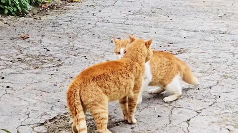 cat funny video together fighting.