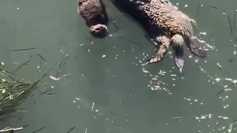 Watch as a momma otter and her baby floating in the river