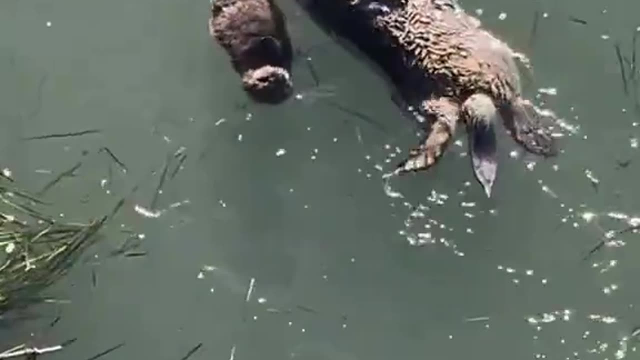 Watch as a momma otter and her baby floating in the river