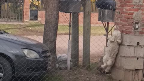 Spider Dog Escapes By Climbing Chain Link Fence