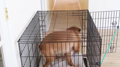 Dog's Comedy Videos 🤣 so cute videos 😍 funny videos 🤣