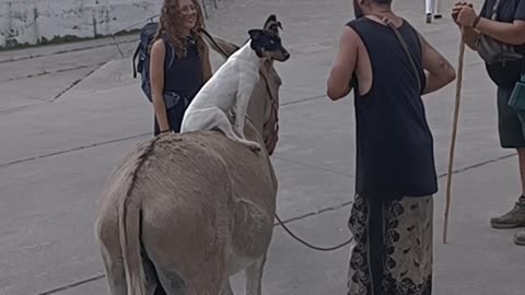 Pilgrim Walks Camino de Santiago With Little Dog And Obedient Donkey