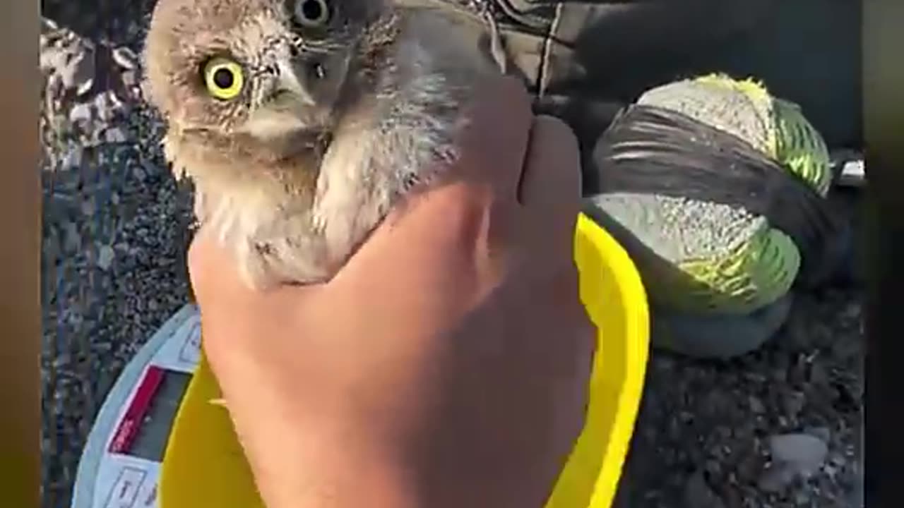 Baby Owl Has NO Survival Instincts