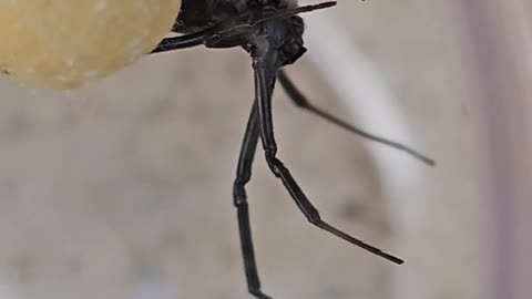 Black Widow Spider woth egg sack