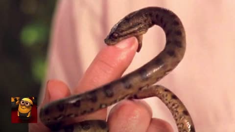 Anaconda (1997) - Baby Snakes! Scene _ Movieclips