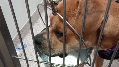 Lancelot 3y A835475 kennel 109 PACC shelter blue pig didn't last long excited but we ~groove20259704