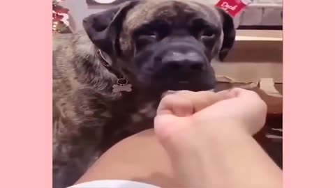 Funny and Cute Animals Compilation – Try Not to Laugh 😂🐶🐱