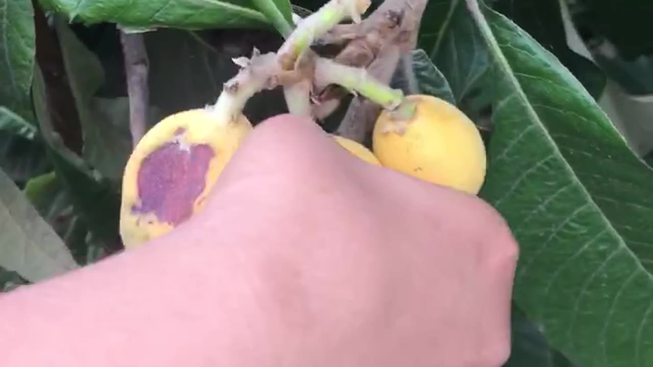 How to harvest loquat?