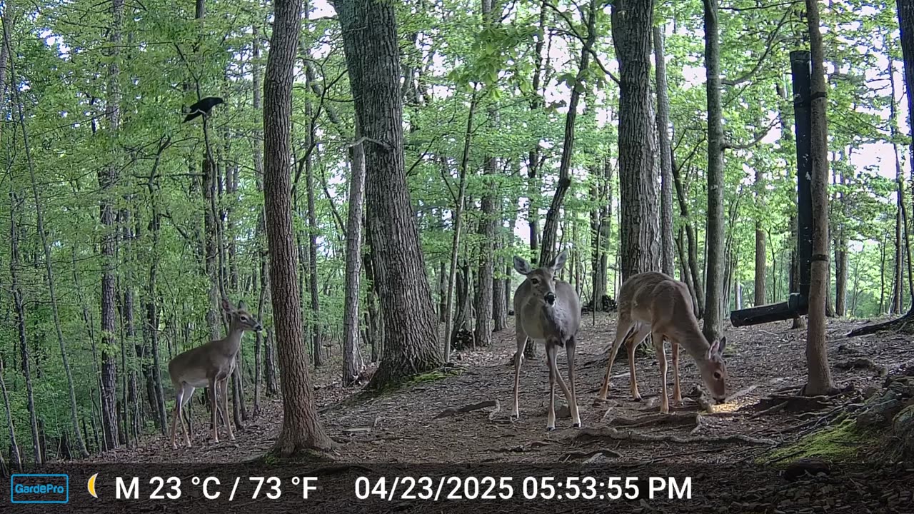 The Woods – 04/24/2025