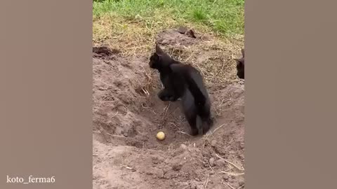 "The Internet's Funniest Fails – You Won’t Stop Laughing!"
