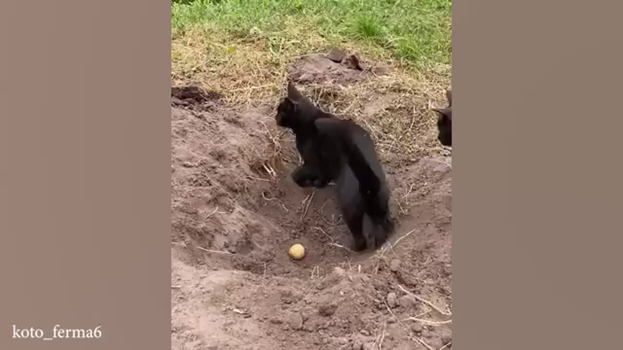 "The Internet's Funniest Fails – You Won’t Stop Laughing!"