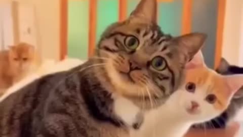 AWESOME REATIONS OF LOVELY AND CUTE CATS...THEY OBSERVE!