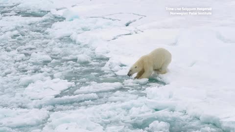 Why are Svalbard's polar bears getting fatter?