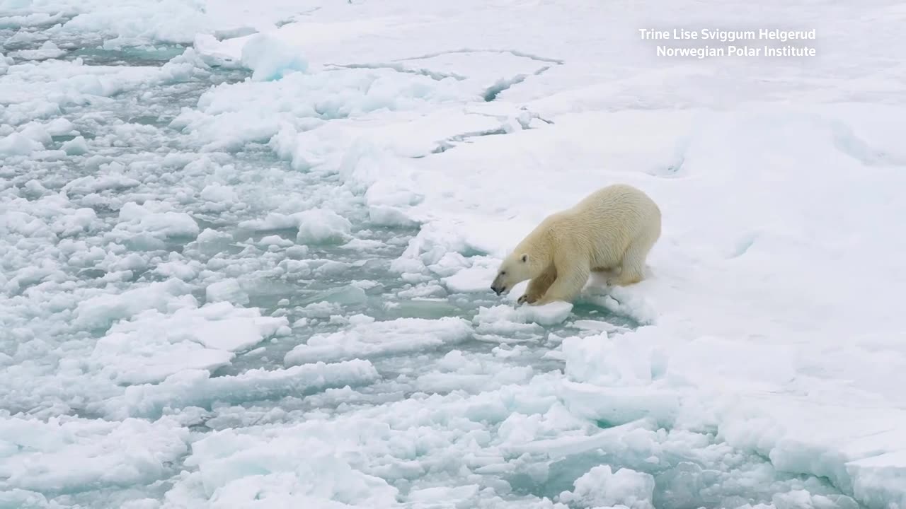 Why are Svalbard's polar bears getting fatter?