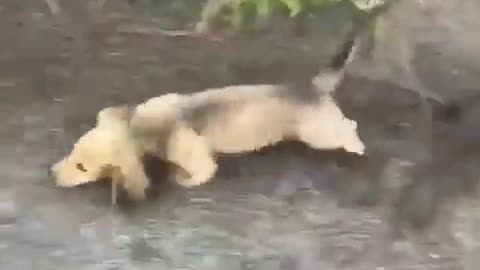 😂🐶 This Dog's Request is TOO CUTE! Please Carry Me in Your Arms | FunFM